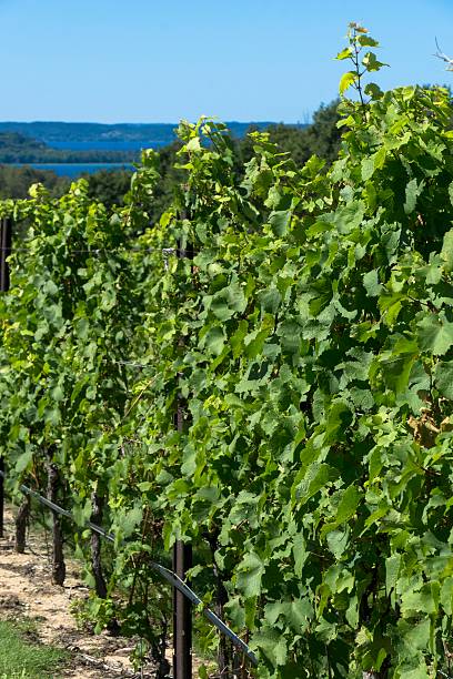 istock Michigan Vineyard on Old Mission Peninsula 489151782