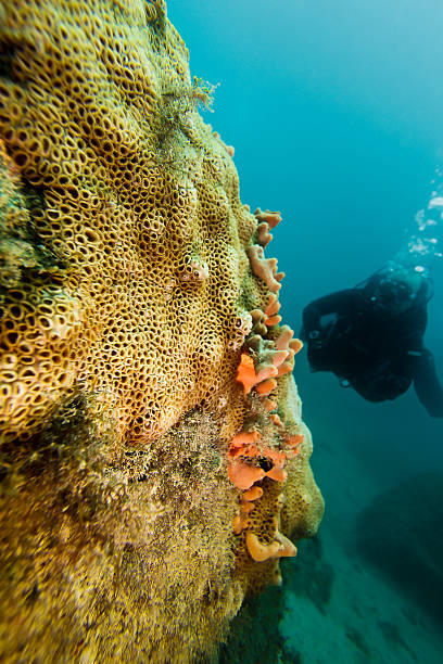 A DSLR underwater photo of a man scuba diving in Angra dos Reis, Rio de Janeiro, Brazil. He is swimming next to a coral wall.