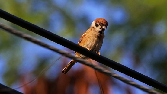 A Eurasian tree sparrow is resting on electric cable while feeding in that area. This bird habitats in city, town and village areas and plantation areas. It is a native bird and commonly seen.