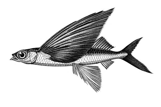 illustrazioni stock, clip art, cartoni animati e icone di tendenza di due ali flyingfish tropicale - pesce volante immagine