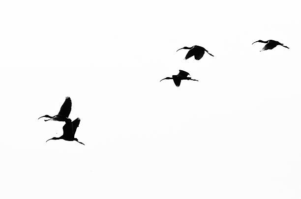 istock Flock of White-Faced Ibis Silhouetted on a White Background 489170948