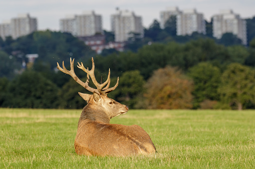 A Red Deer stag sitting resting out on hill with high-rise buildings in the background.