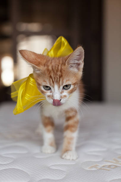 little readhead kitten playing stock photo