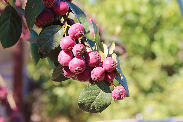 overripe frutas da hawthorn - hawthorn berry fruit common fruit - fotografias e filmes do acervo