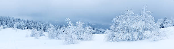 istock Winter trees in mountains covered with fresh snow 489174926