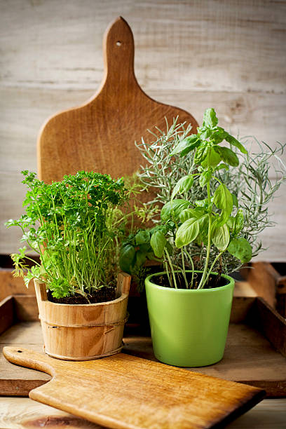 herbs growing in kitchen Indoor Herb Garden, Potted Container Plant by Window Sill rosemary seedlings stock pictures, royalty-free photos & images