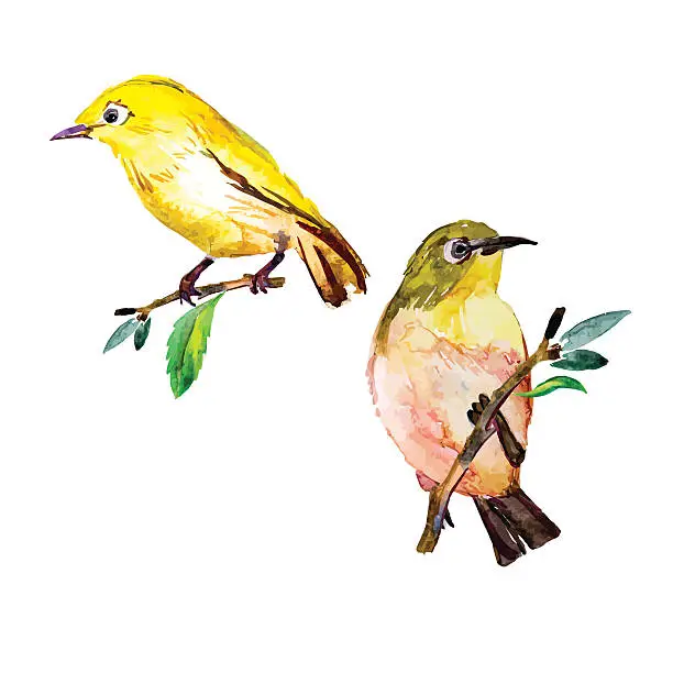 Vector illustration of White-eye bird watercolor isolated on a white background