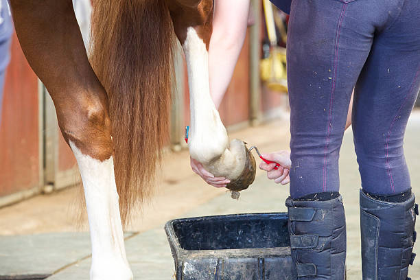 istock Stable worker attends to a stallions hoof before exercise 489176948