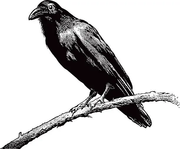 Vector illustration of Raven, Perching, Isolated On White