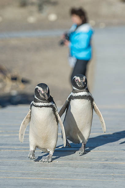 istock Magellanic penguins Punta Tombo, Argentina 489179516