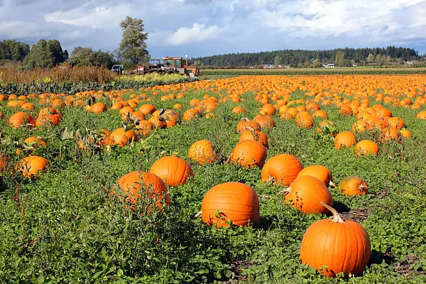 Photo of Pumpkin Patch