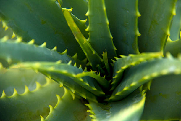 istock Aloe, Cactus, Flower, Single Flower, Leaf 489180316