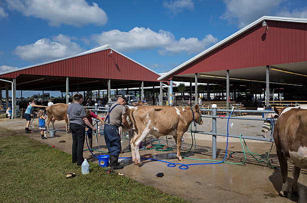 Elizabethtown, PA, USA-August 27, 2015:  Young people washing their milk cows at the local country fair prior to showing their animals for judging.