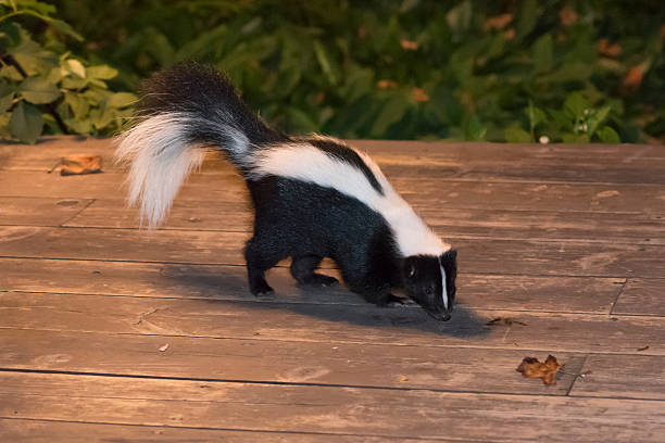 skunk in backyard patio - skunk stok fotoğraflar ve resimler