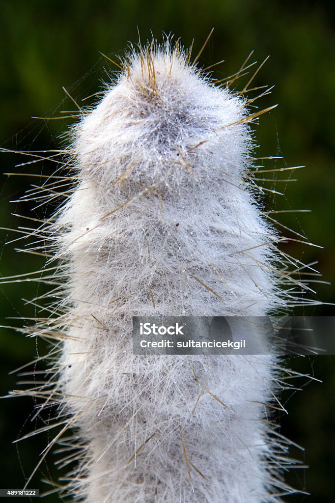 Cactus, Single Flower, Flower, Spiked White cactus. 2015 Stock Photo