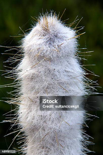 Cactus Single Flower Flower Spiked Stock Photo - Download Image Now - 2015, Arid Climate, Black Color