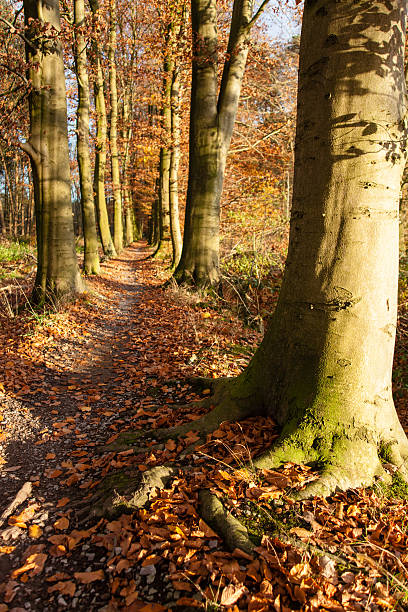 istock Hiking trail in autumn 489181628