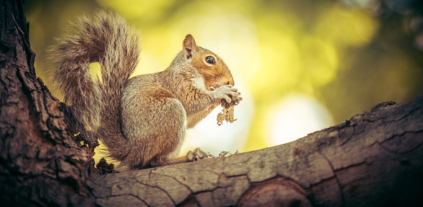 Cute squirrel with a bushy tail sitting on a tree branch and eating food he's holding in his hands. Pretty green and yellow bokeh background behind him. No people in image. High resolution color photograph with copy space and horizontal composition.