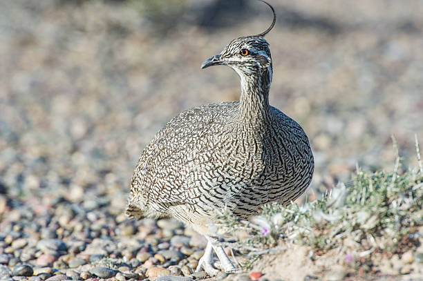 istock Partridge Patagonia Argentina 489182356