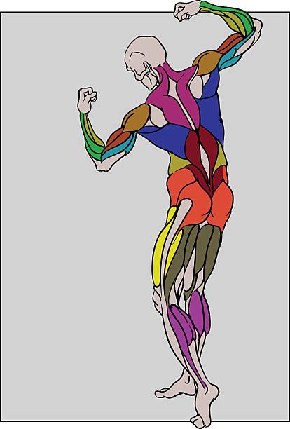 ilustraciones, imágenes clip art, dibujos animados e iconos de stock de masculino vista posterior de bodybuilder figura - muscular build human muscle men anatomy