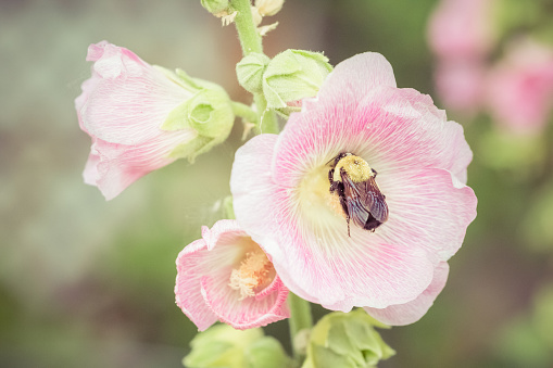 A fuzzy bumble bee gathering pollen from inside the petals of a pink hollyhock flower. Bee is closeup. No people in image. High resolution color photograph with copy space and horizontal resolution.