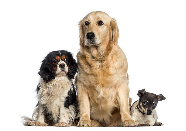istock group of dogs sitting together 489189841