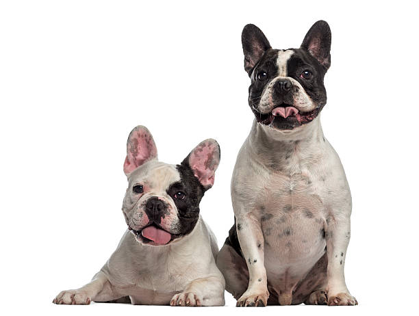 istock French Bulldog sitting together 489190055