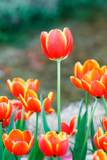 istock Orange color tulip flower 489190163