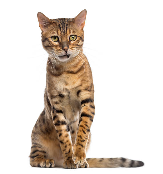 istock Bengal (11 months old) sitting and looking away 489190189