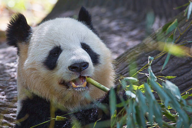 Happy Panda Lots of bamboo equals one happy panda bear cerne abbas giant stock pictures, royalty-free photos & images