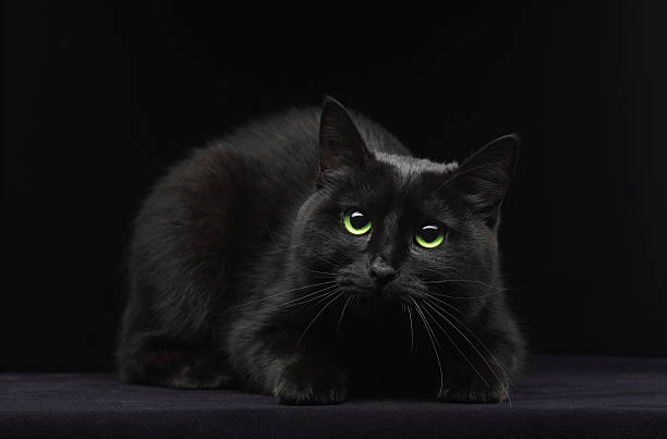 istock Black cat with green eyes 489190745
