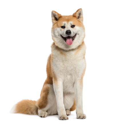 A white Shiba Inu dog with deer horns on a blue gradient color background. Space for copy.