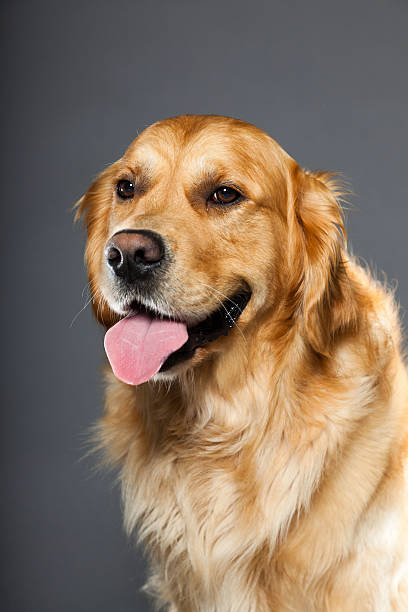 istock Golden retriever against grey background. Studio shot. 489190971