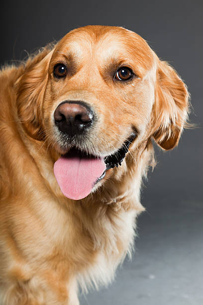 istock Golden retriever against grey background. Studio shot. 489191015