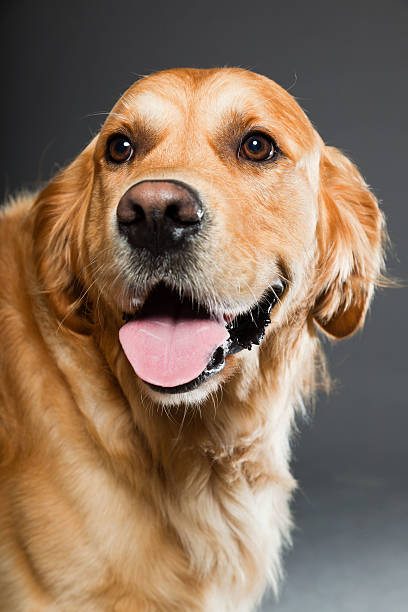 istock Golden retriever against grey background. Studio shot. 489191019