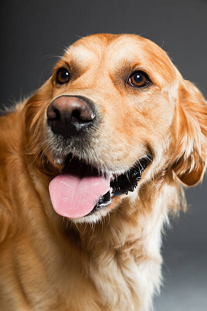 istock Golden retriever against grey background. Studio shot. 489191021