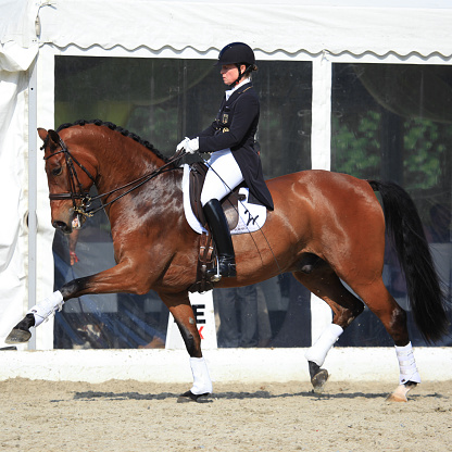 Hagen a.T.W., Germany - April 24, 2014: Isabell Werth with Don Johnson FRH at the warm-up area for the Grand Prix Special CDI4* 