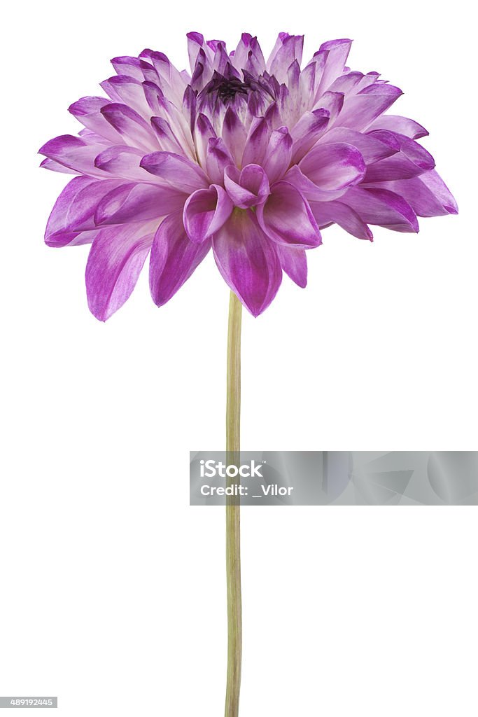 dahlia Studio Shot of Purple Colored Dahlia Flower Isolated on White Background. Large Depth of Field (DOF). Macro. Symbol of Elegance, Dignity and Good Taste. Beauty Stock Photo