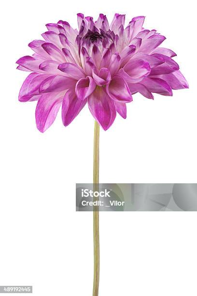 Dahlia Stock Photo - Download Image Now - Beauty, Blue, Botany