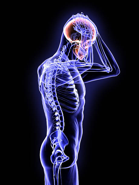 x-ray concusión del cerebro - mri scan human nervous system brain medical scan fotografías e imágenes de stock