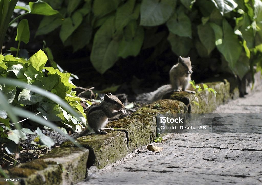 Chipmunks Chipmunks sitting on the curb near the track in the park. Animal Stock Photo