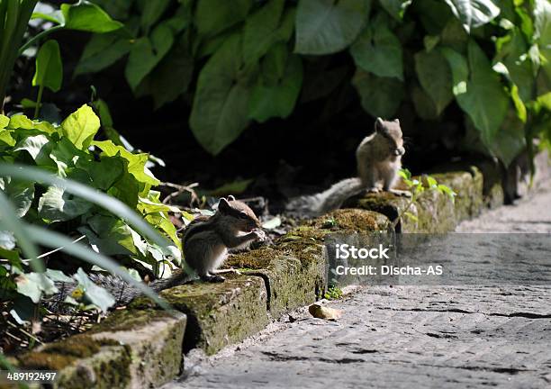 Chipmunks Stock Photo - Download Image Now - Animal, Animal Hair, Animal Wildlife