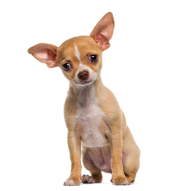 istock Chihuahua puppy sitting (3 months old) 489192527