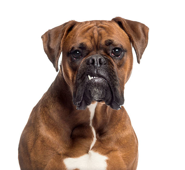 Headshot of a Boxer (10 months old) Headshot of a Boxer (10 months old) boxer dog stock pictures, royalty-free photos & images