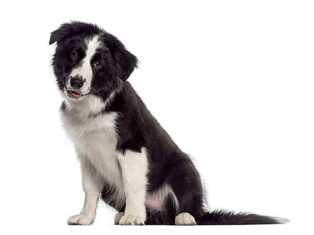istock Border Collie puppy sitting (4 months old) 489192857