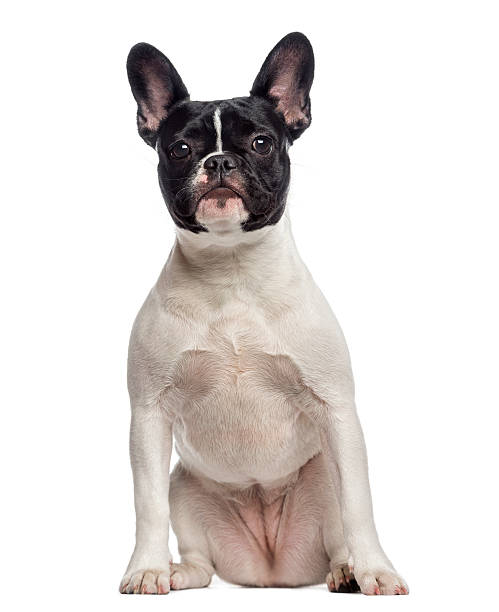 istock French Bulldog puppy sitting (6 months old) 489192875