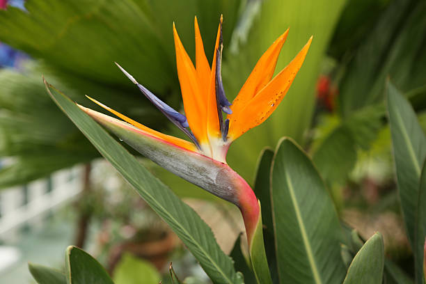 istock Bird of Paradise / Craneflower / Strelitzia Reginae 489193283