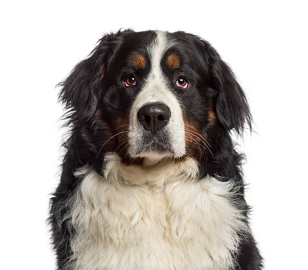 istock Headshot of a Bernese Mountain Dog (18 months old) 489193617