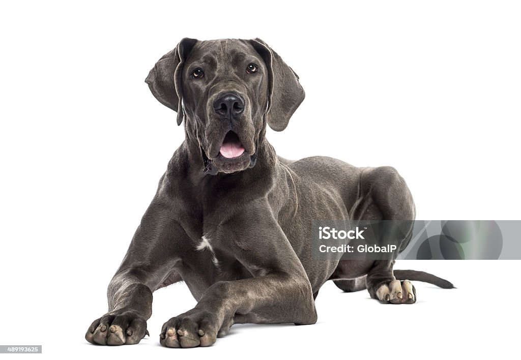 Great Dane lying down (8 months old) Great Dane Stock Photo