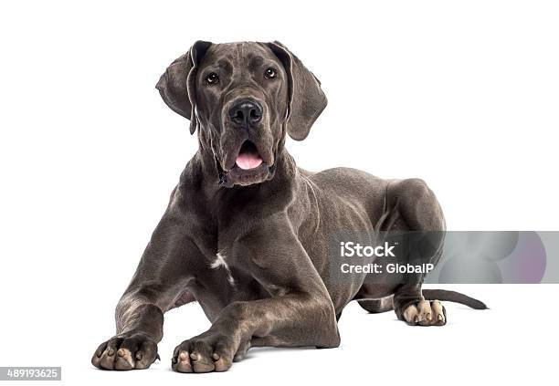 Great Dane Lying Down Stock Photo - Download Image Now - Great Dane, Dog, White Background